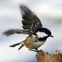Coal Tit