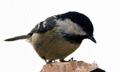 Coal Tit