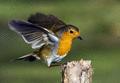 European Robin