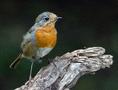 European Robin