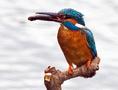 Common Kingfisher