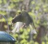 European Greenfinch