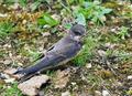 Sand Martin