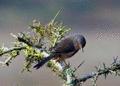 Dartford Warbler