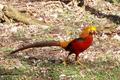 golden pheasant