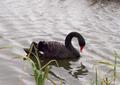 Black Swan