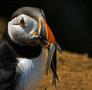 Atlantic Puffin