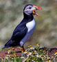 Atlantic Puffin