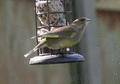 European Greenfinch