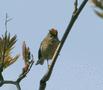 Goldcrest