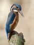 Common Kingfisher