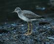 Greater Yellowlegs