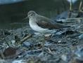 Solitary Sandpiper