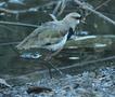 Southern Lapwing