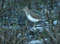 Spotted Sandpiper