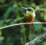 Rufous-tailed Jacamar