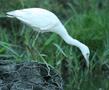 Little Egret