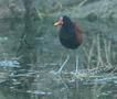 Wattled Jacana