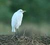 Cattle Egret