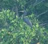 Tricoloured Heron