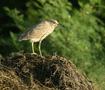 Black-crowned Night Heron