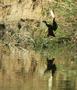 Wattled Jacana