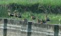 Black-bellied Whistling Duck