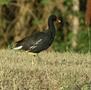 Common Moorhen (Trinidad)