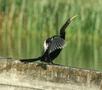 Anhinga