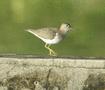 Spotted Sandpiper