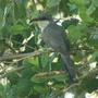 Mangrove Cuckoo