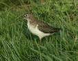 Spotted Sandpiper