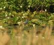 Purple Gallinule