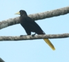 Crested Oropendola