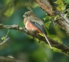 Collared Trogon