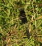 Smooth-billed Ani