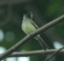 Yellow-bellied Elaenia