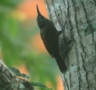 Cocoa Woodcreeper