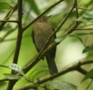 Yellow-legged Thrush