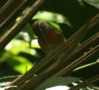 Rufous-breasted Wren