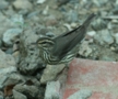 Northern Waterthrush