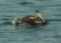 Brown Pelican