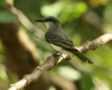 Grey Kingbird