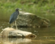 Little Blue Heron