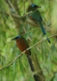 Blue-crowned Motmot