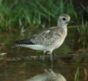 Semipalmated Plover