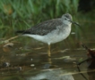 Greater Yellowlegs