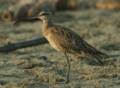 Whimbrel