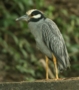 Yellow-crowned Night Heron