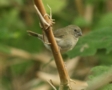 Blue Black Grassquit